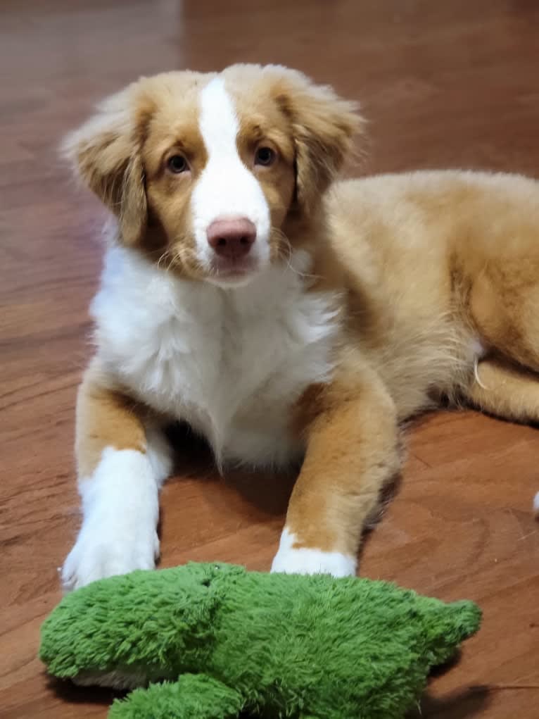 Saranac's Better Watch Out "Tucker", a Nova Scotia Duck Tolling Retriever tested with EmbarkVet.com
