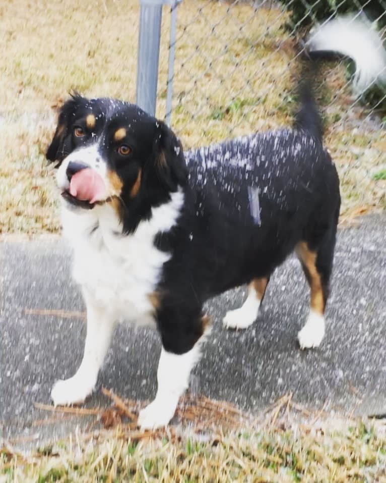 Scarlett, a Brittany and Australian Shepherd mix tested with EmbarkVet.com