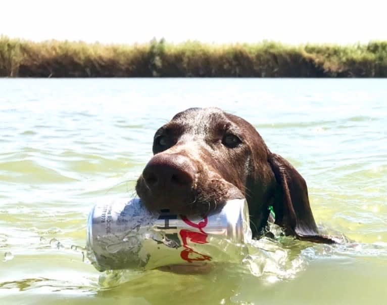 Otto, a German Shorthaired Pointer tested with EmbarkVet.com