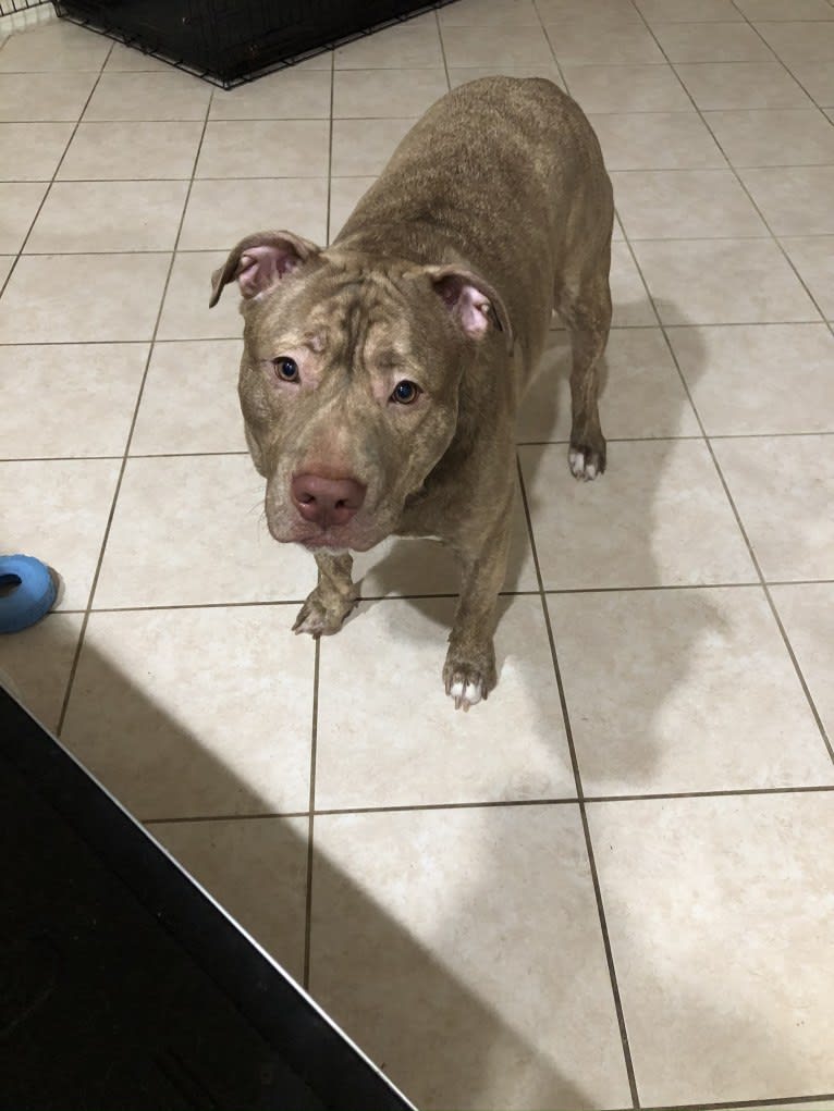 Oliver, an American Pit Bull Terrier and American Staffordshire Terrier mix tested with EmbarkVet.com