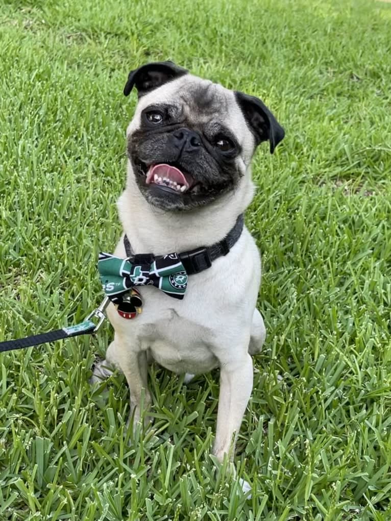 Mickey, a Pug tested with EmbarkVet.com