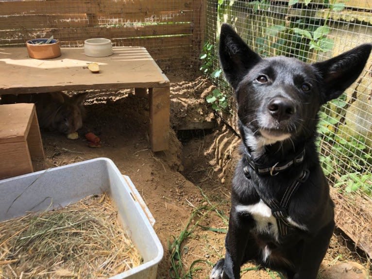 Chesley, a Canaan Dog tested with EmbarkVet.com