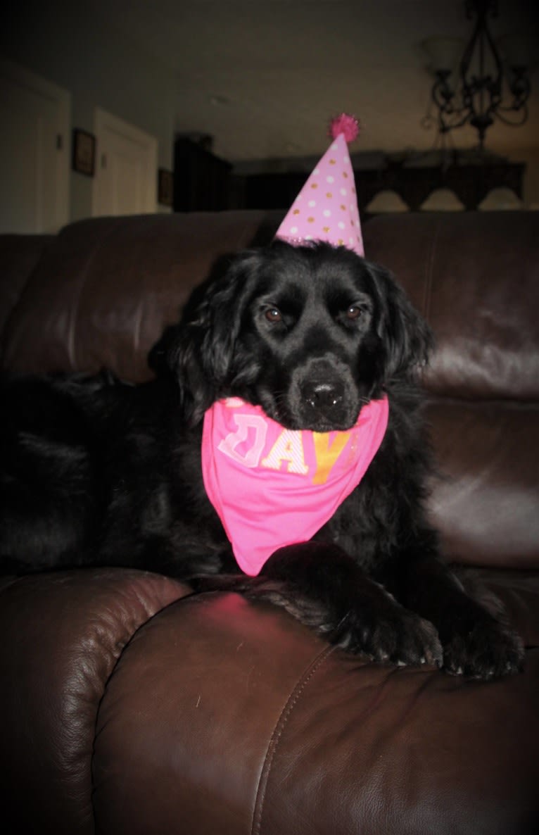 Molly, a Newfoundland tested with EmbarkVet.com