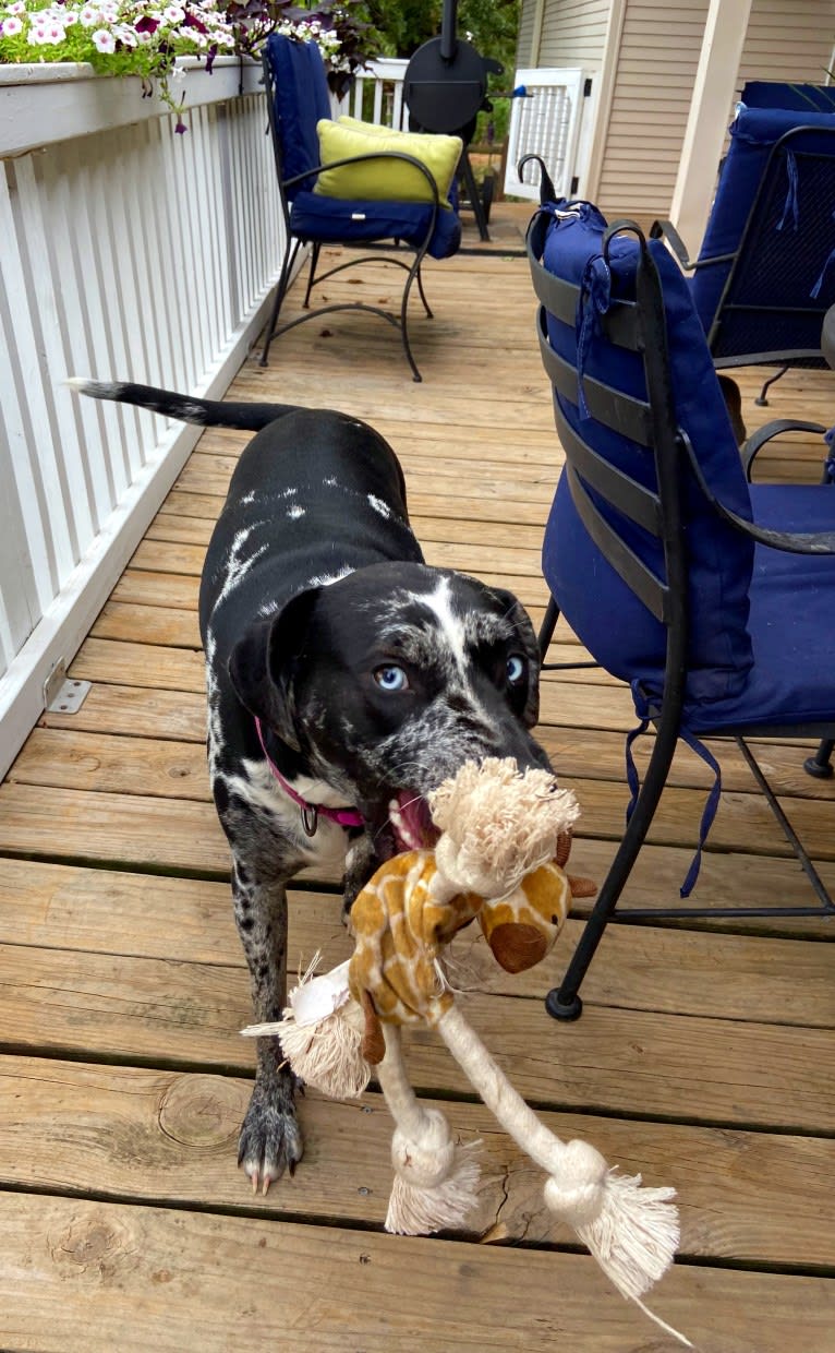 Delphine, a Catahoula Leopard Dog tested with EmbarkVet.com