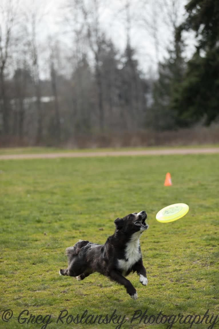 Jane, an English Shepherd tested with EmbarkVet.com