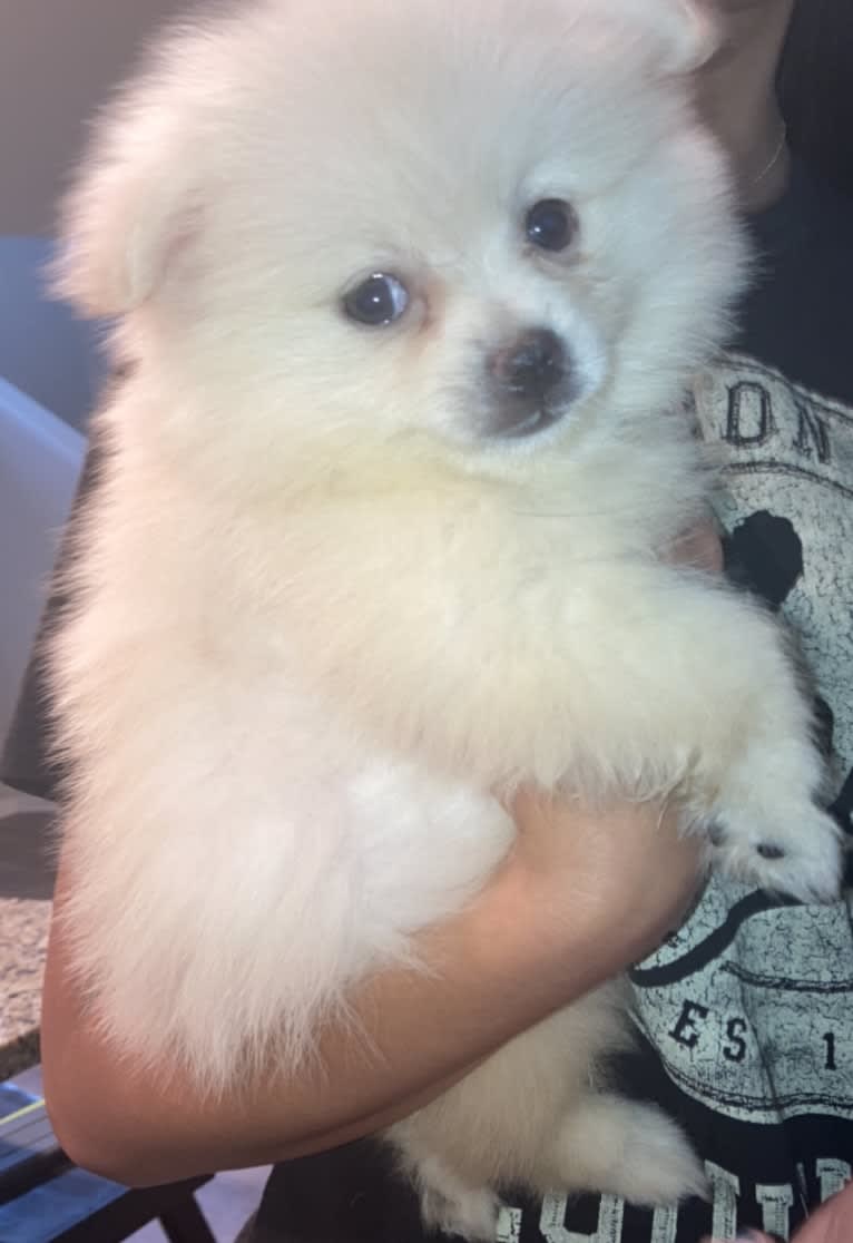 Koda, a Pomeranian tested with EmbarkVet.com