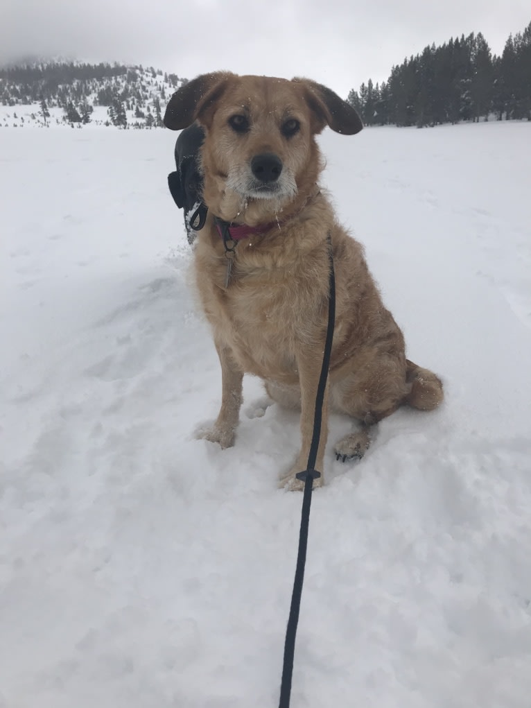 Kiwi Bean, a Chow Chow and Labrador Retriever mix tested with EmbarkVet.com