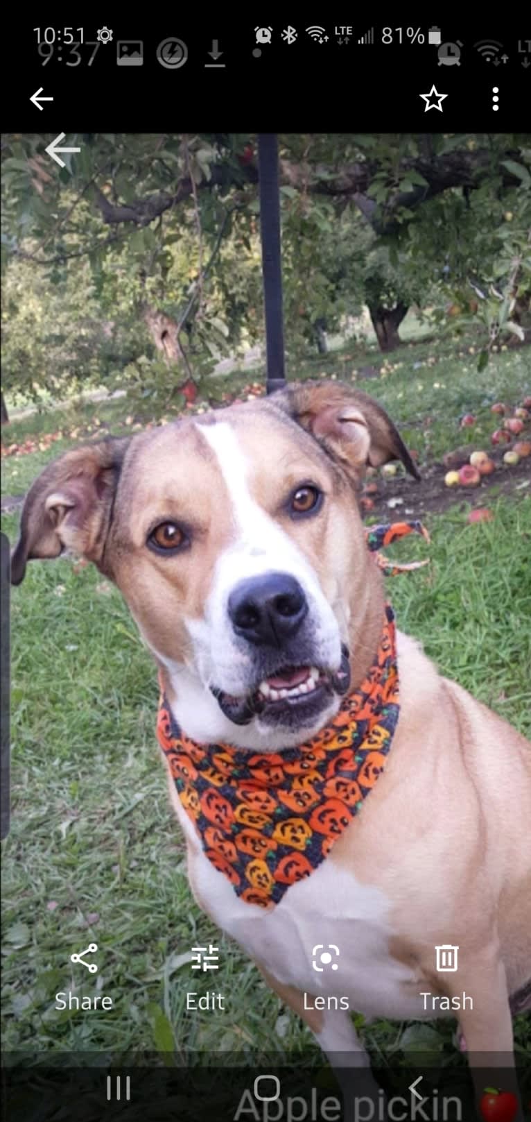 Chopper, a Bulldog and Border Collie mix tested with EmbarkVet.com