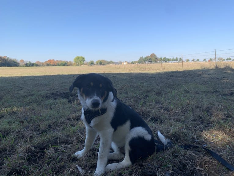 Bogey, an Australian Shepherd and Australian Cattle Dog mix tested with EmbarkVet.com