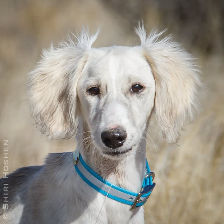 Silver, a Saluki tested with EmbarkVet.com