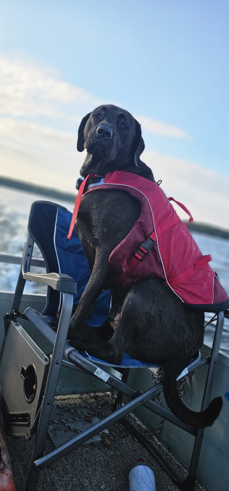 Ottis, a Perro de Presa Canario and English Springer Spaniel mix tested with EmbarkVet.com