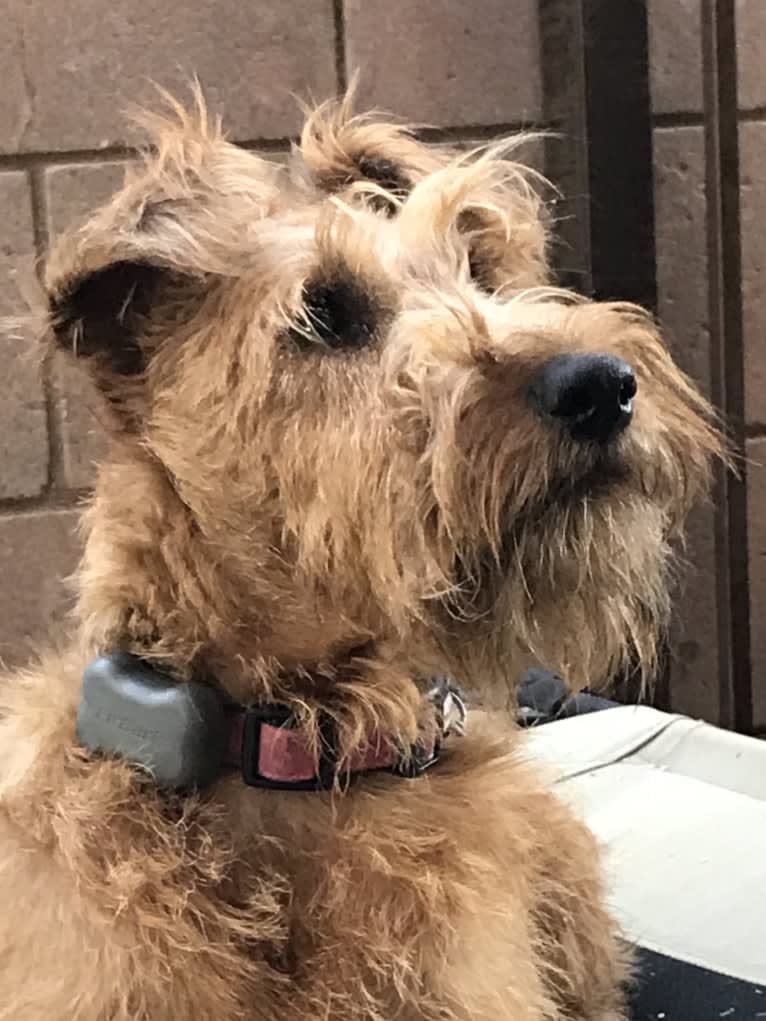 HOOLIGAN, an Irish Terrier tested with EmbarkVet.com