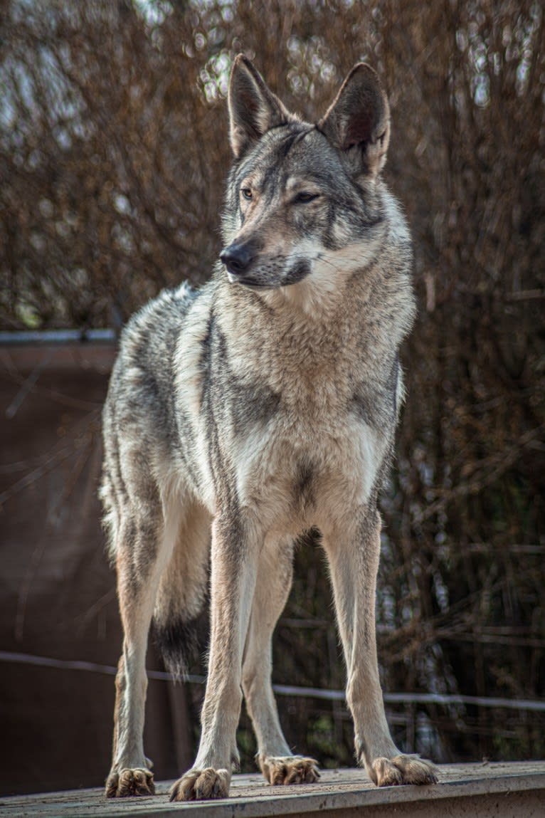 Nyméria de Vent Gris a dog tested with EmbarkVet.com