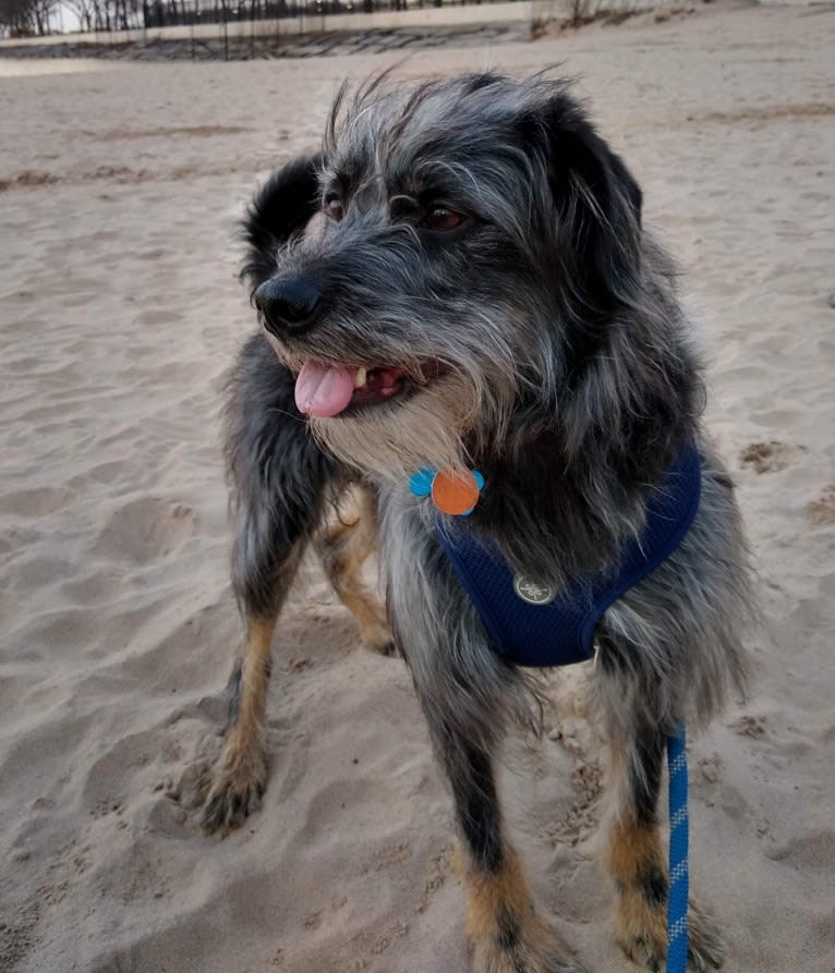 Nash, a German Shepherd Dog and Poodle (Small) mix tested with EmbarkVet.com