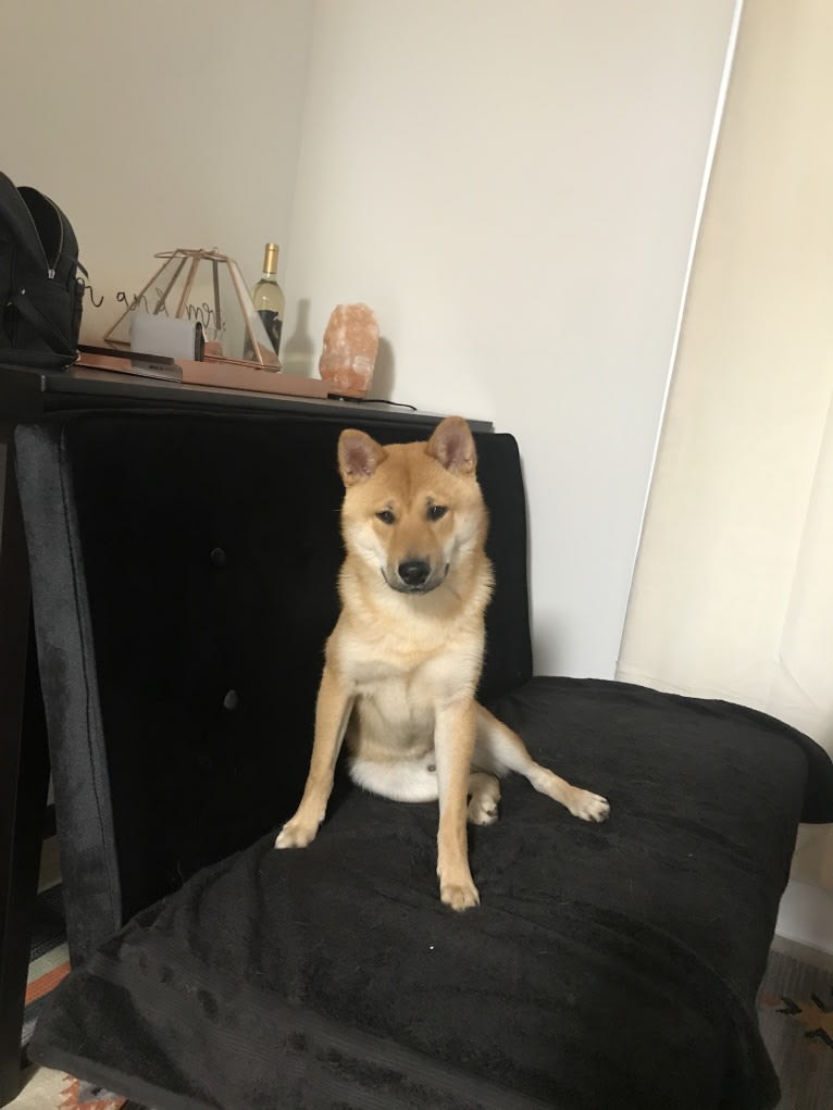 Axel, a Shiba Inu tested with EmbarkVet.com