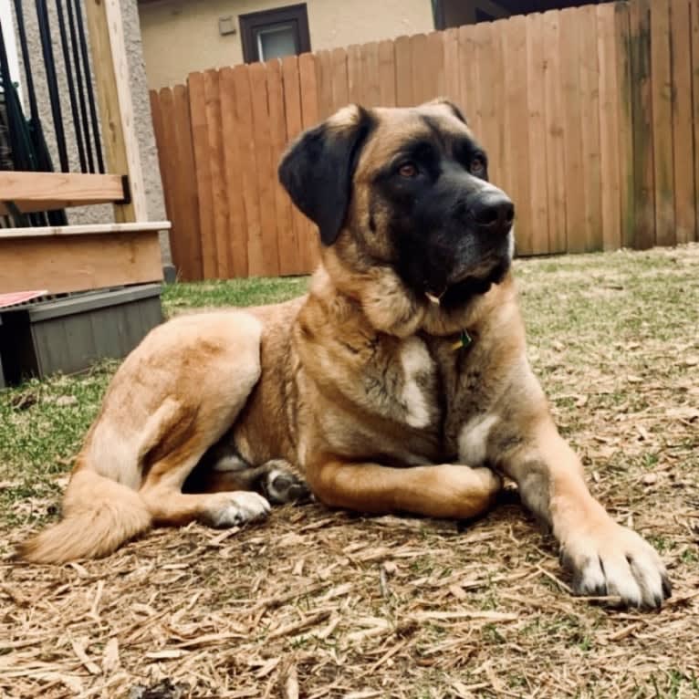 Friend, a Saint Bernard and German Shepherd Dog mix tested with EmbarkVet.com