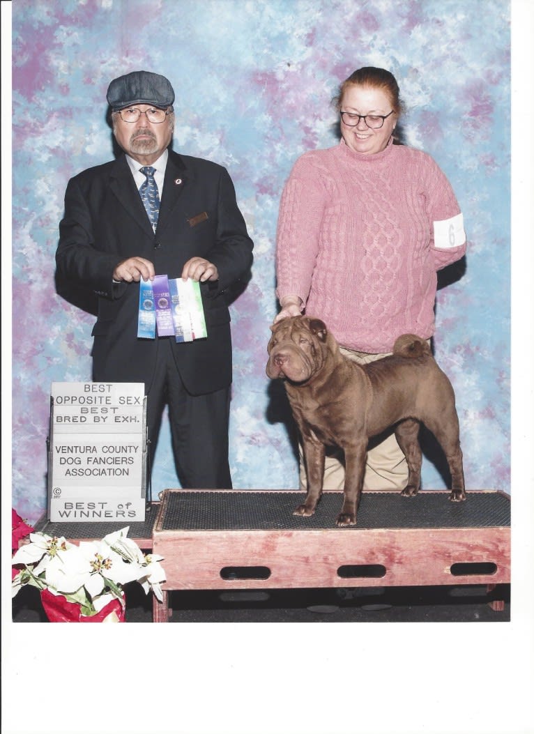 Cara, a Chinese Shar-Pei tested with EmbarkVet.com