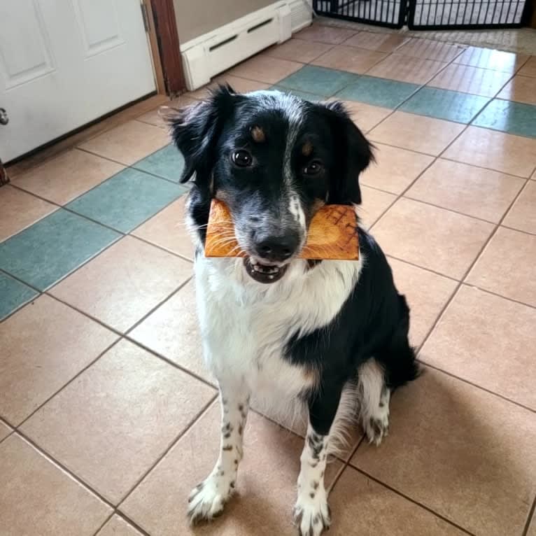 Maze, an Australian Shepherd tested with EmbarkVet.com