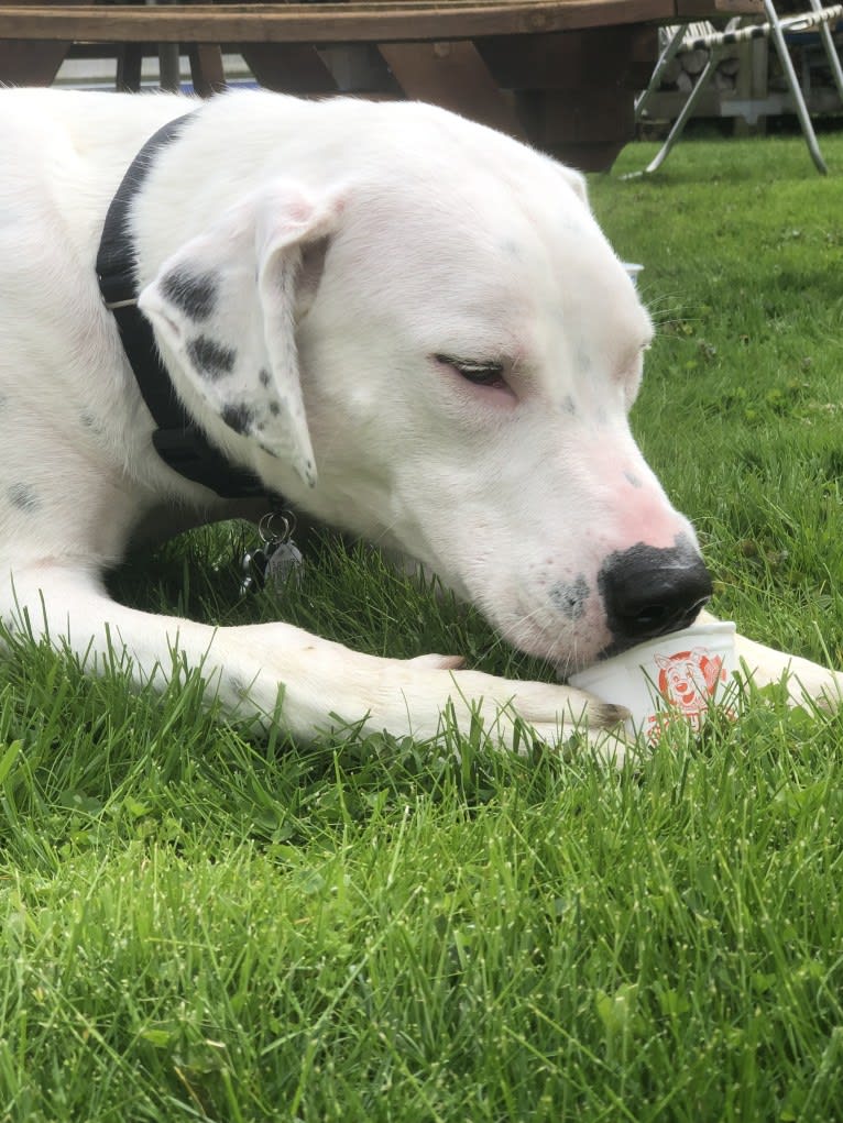 Dylan, an American Bully and Great Pyrenees mix tested with EmbarkVet.com