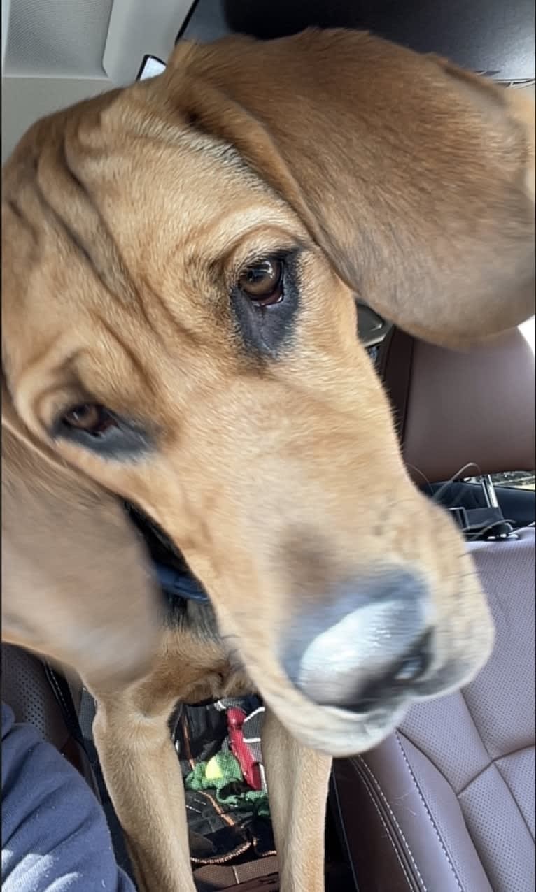 Marley, a Bloodhound and Treeing Walker Coonhound mix tested with EmbarkVet.com