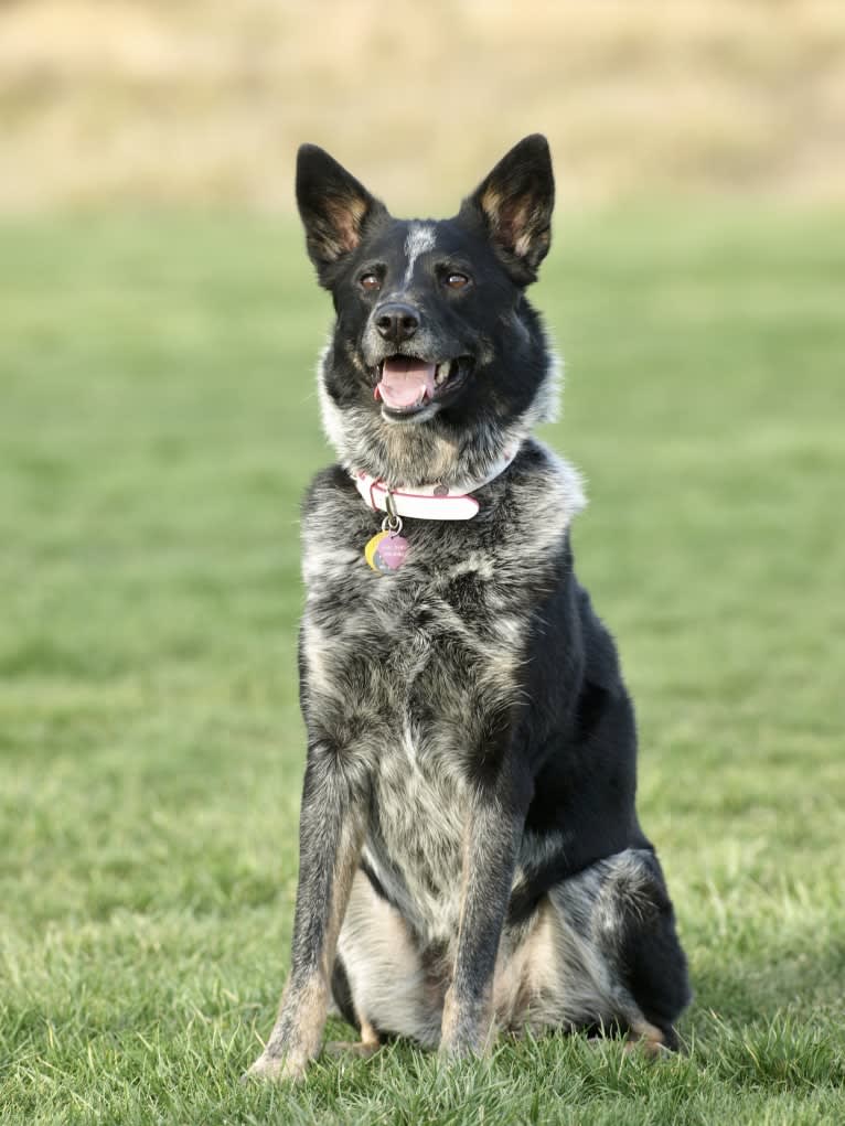 JAMY, an Australian Cattle Dog and Border Collie mix tested with EmbarkVet.com