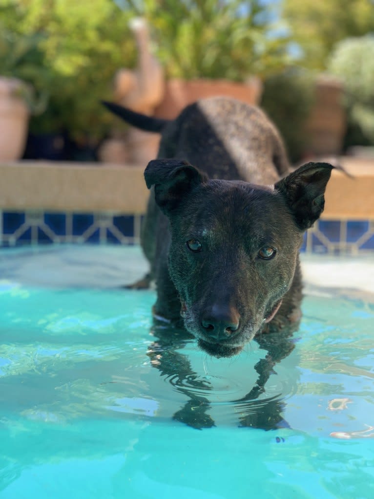 Tiga, an American Pit Bull Terrier and Siberian Husky mix tested with EmbarkVet.com