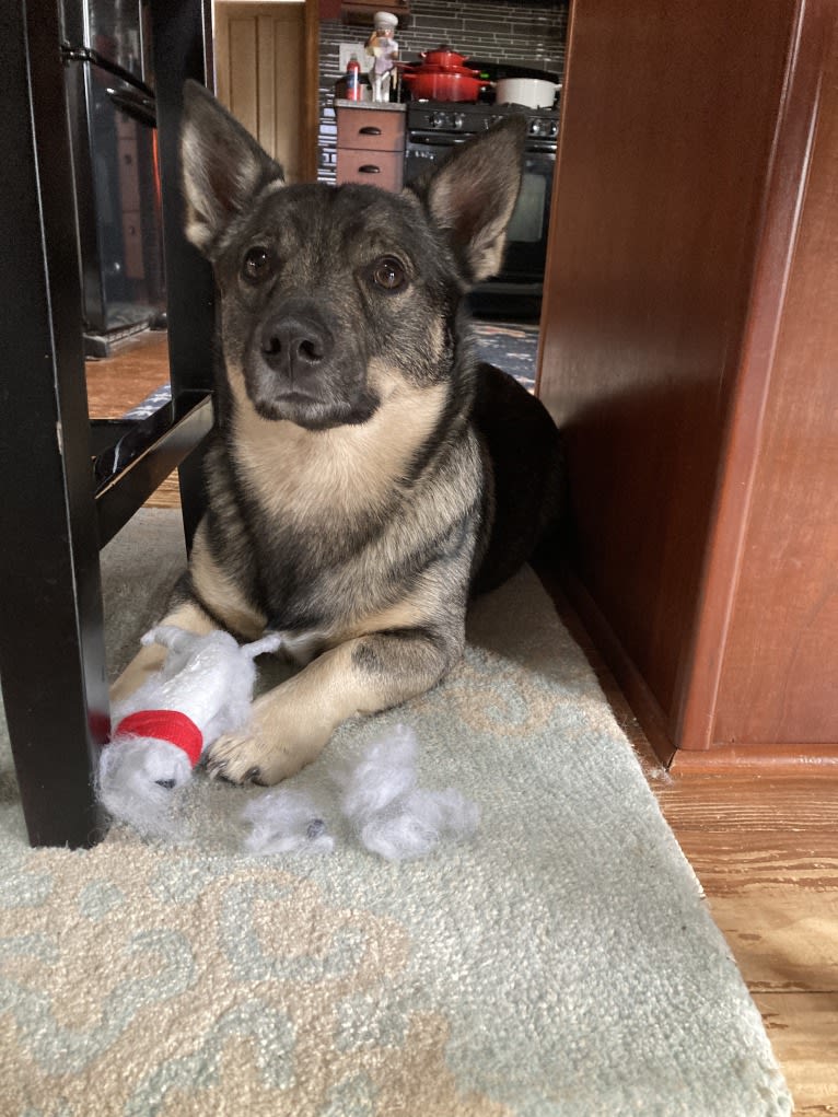 Bowie, a Swedish Vallhund tested with EmbarkVet.com