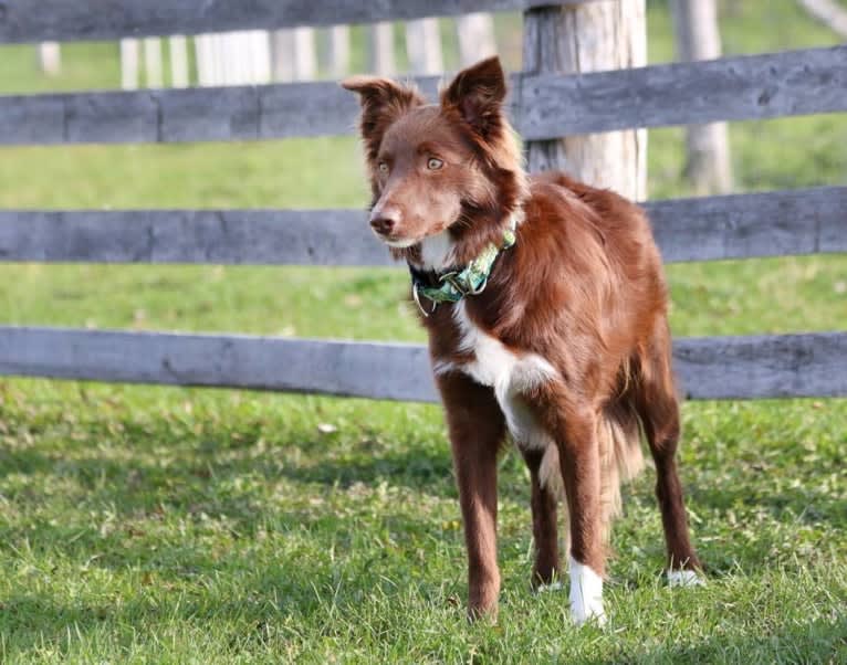 Cayenne, a Border Collie tested with EmbarkVet.com