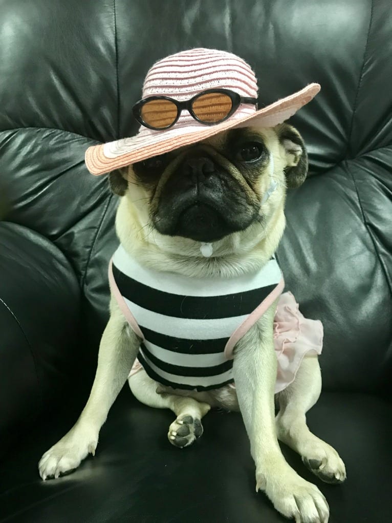 Penny Lane, a Pug tested with EmbarkVet.com