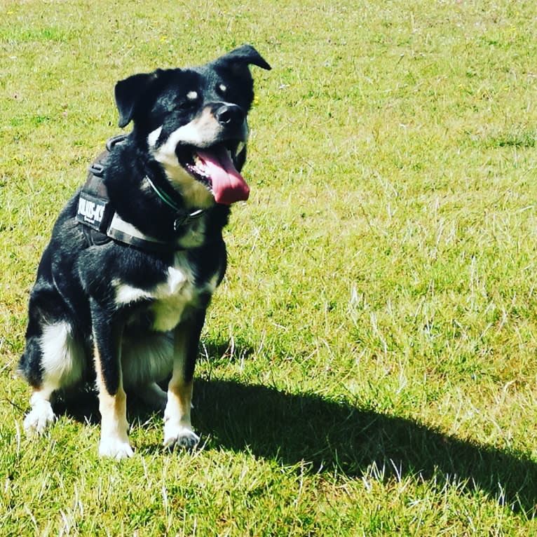 Diesel, a Border Collie and Siberian Husky mix tested with EmbarkVet.com