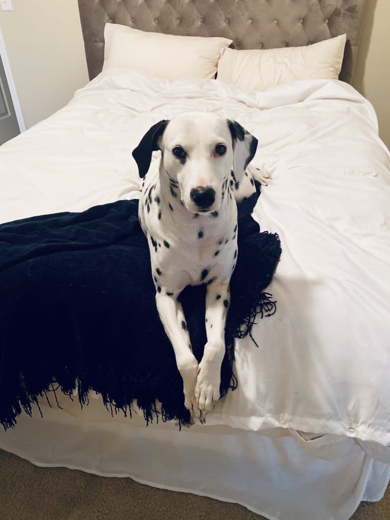 Dice, a Dalmatian tested with EmbarkVet.com