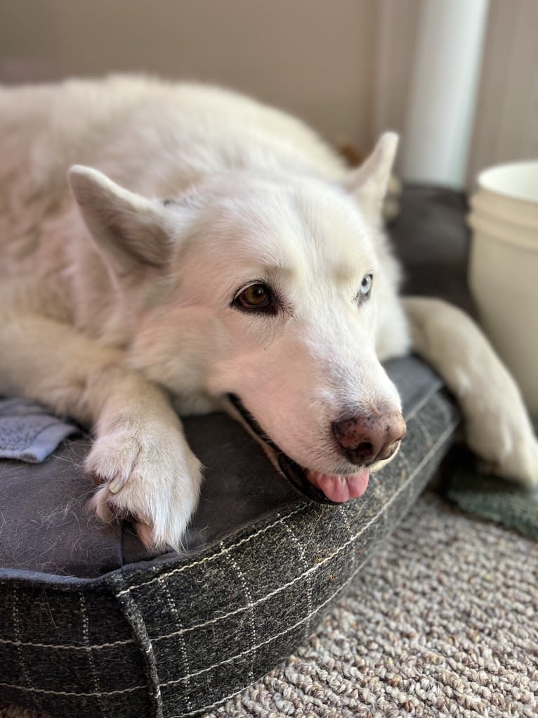 Mia, a Siberian Husky tested with EmbarkVet.com