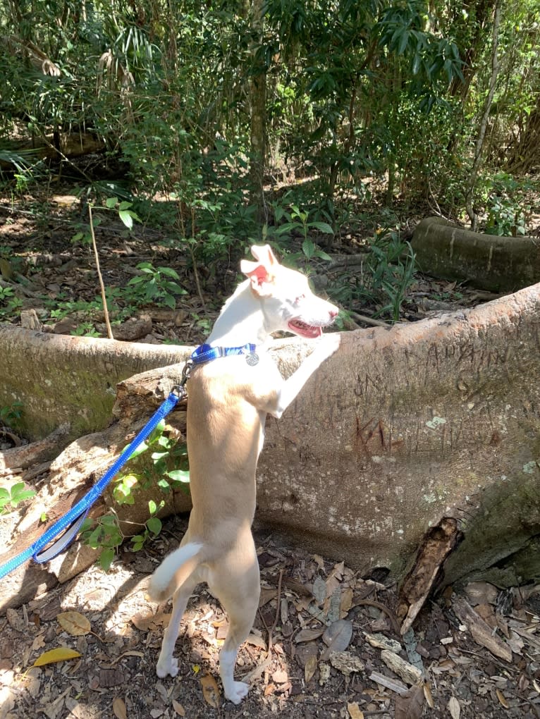 Miah, an American Pit Bull Terrier tested with EmbarkVet.com