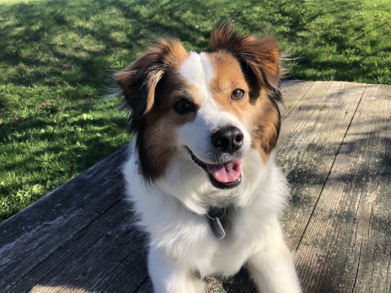 Cooper, an Australian Cattle Dog and Shih Tzu mix tested with EmbarkVet.com