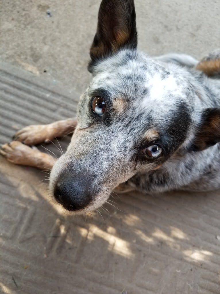 Shadoe, an Australian Cattle Dog tested with EmbarkVet.com