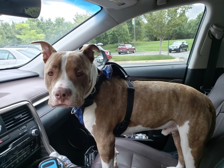 GUNNER, an American Bully tested with EmbarkVet.com