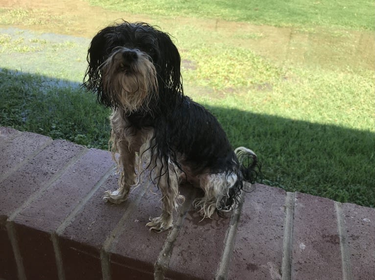 Scrabble, a Maltipoo tested with EmbarkVet.com