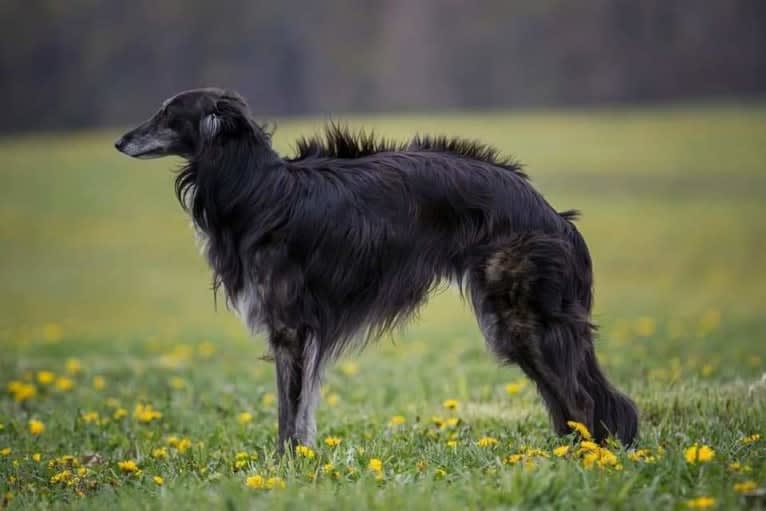 Cricket, a Silken Windhound tested with EmbarkVet.com