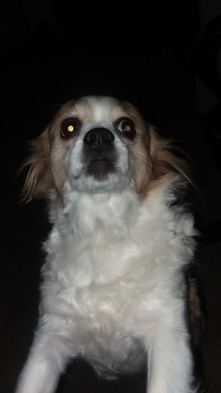 Dixie, a Pekingese and Chihuahua mix tested with EmbarkVet.com