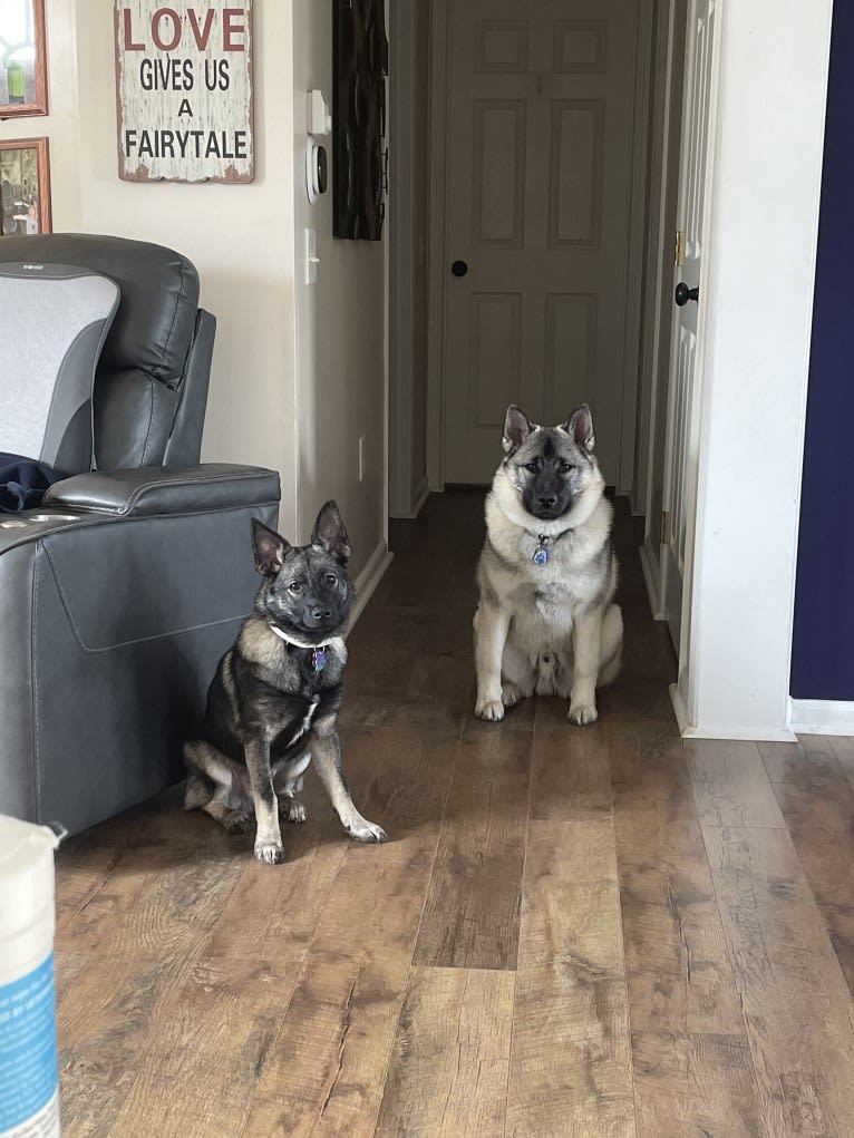 Brutus, a Norwegian Elkhound tested with EmbarkVet.com