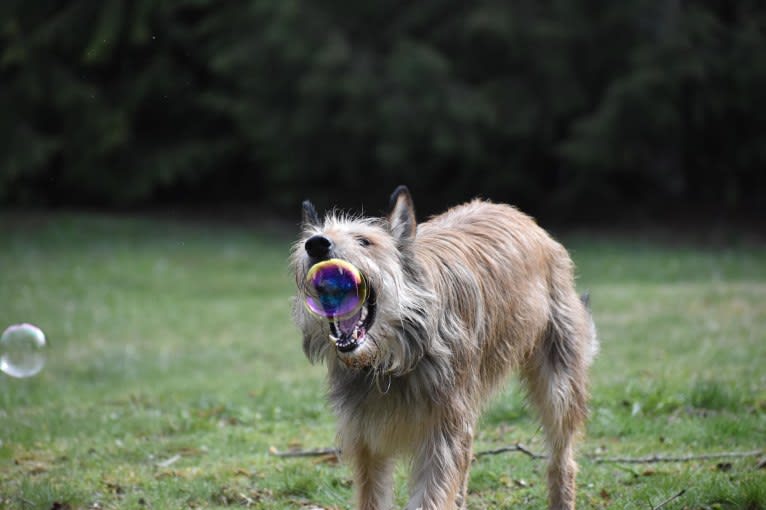 Atreyu, a Berger Picard tested with EmbarkVet.com