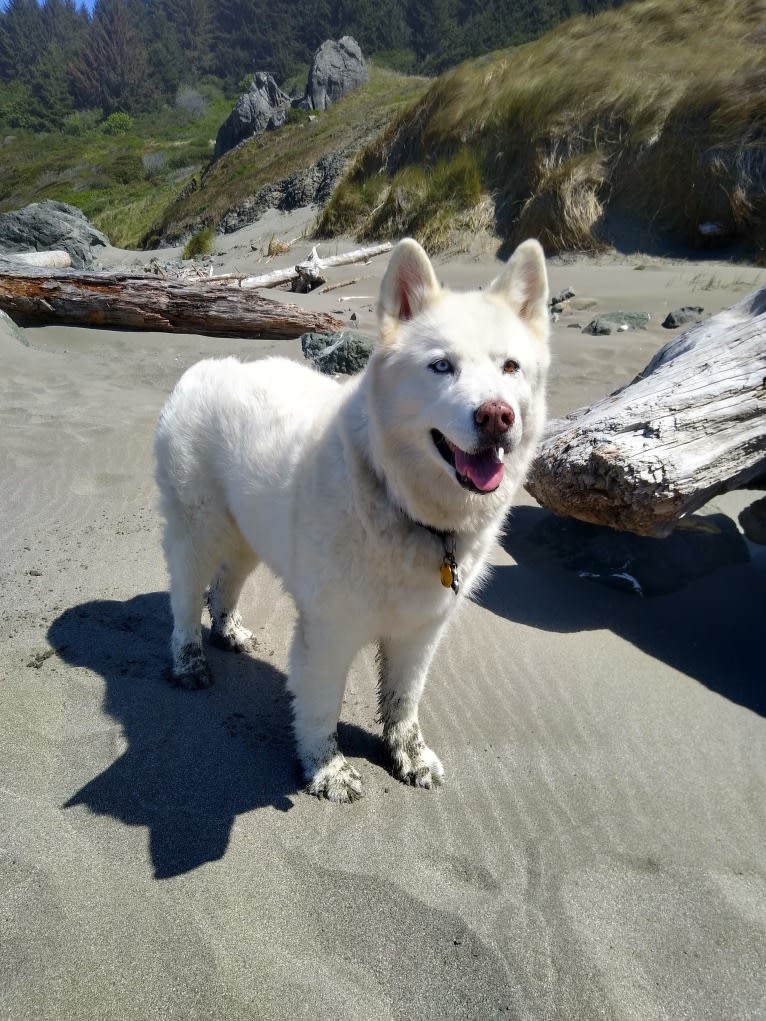 Meeshka, a Siberian Husky tested with EmbarkVet.com