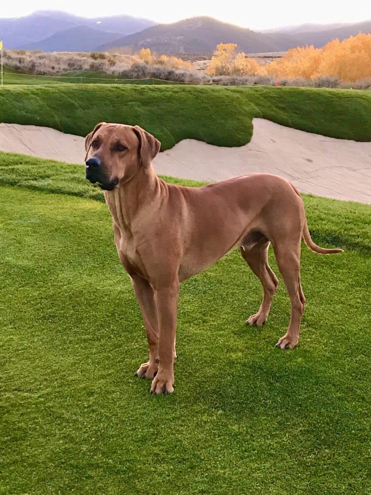 Hughie, a Rhodesian Ridgeback tested with EmbarkVet.com