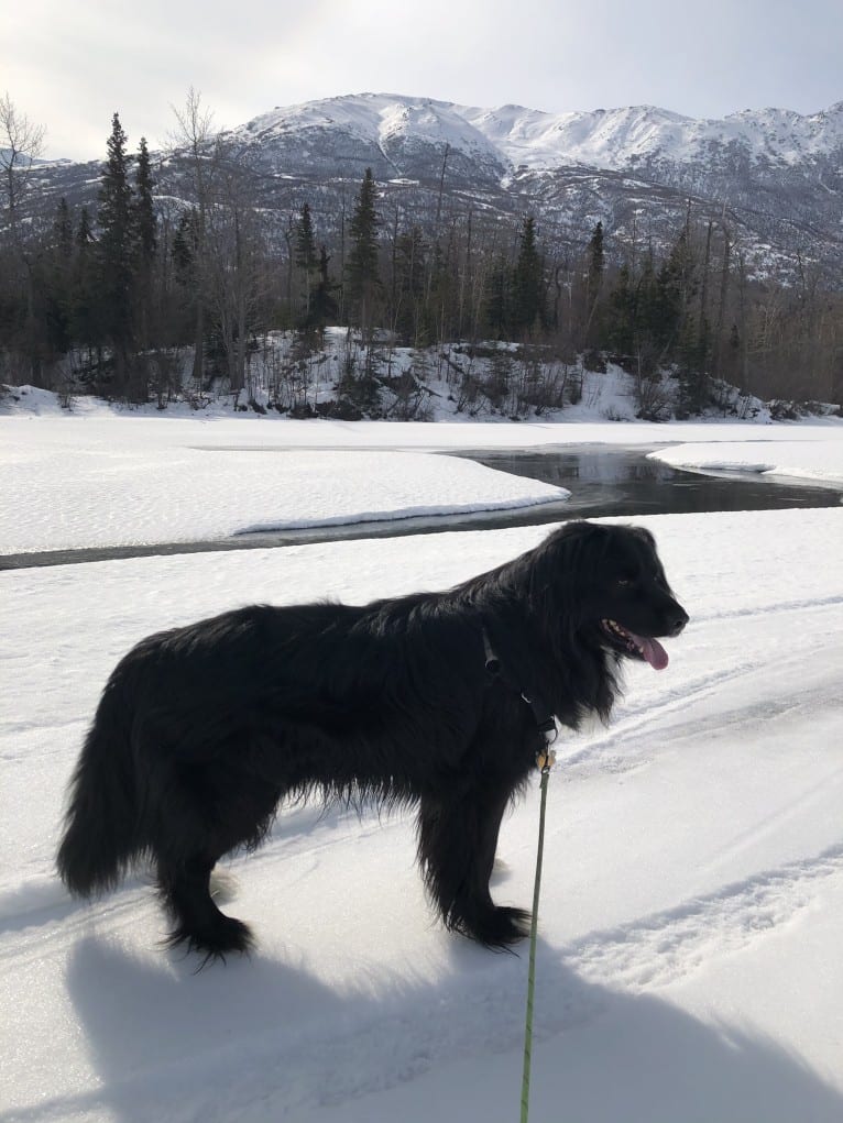 Beauregard, a Cocker Spaniel and Mountain Cur mix tested with EmbarkVet.com