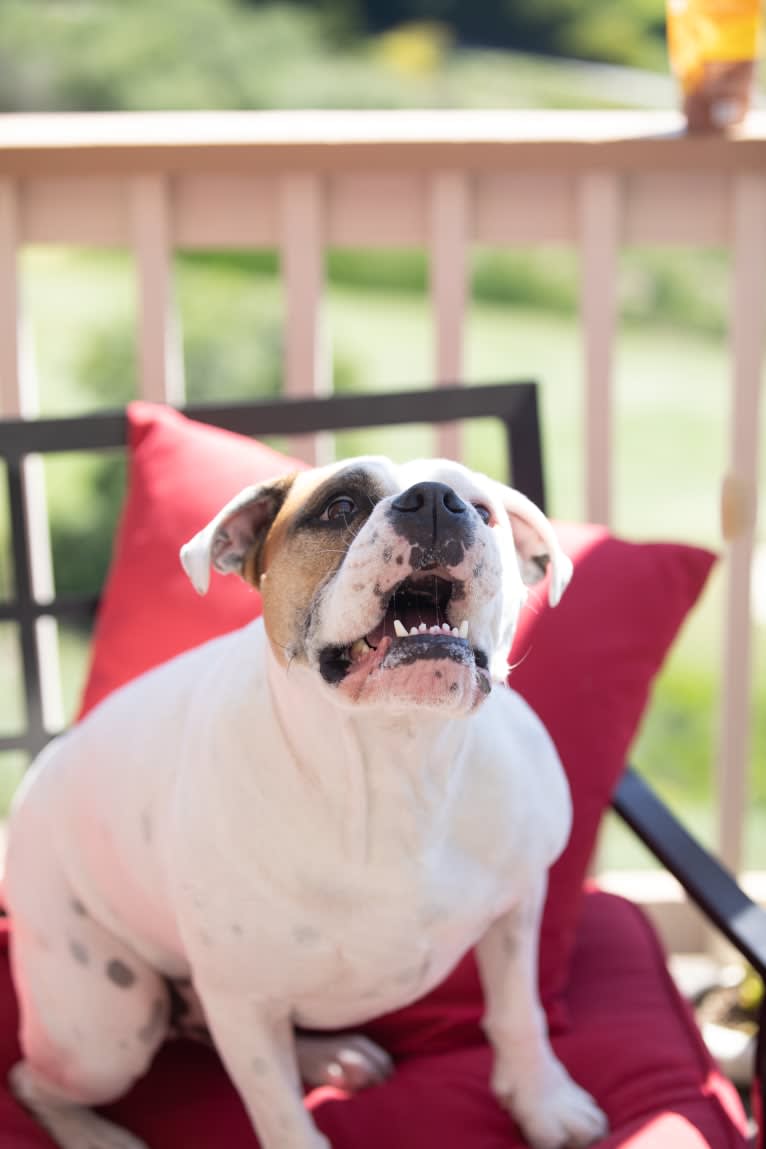 Kobe, a Bulldog and American Pit Bull Terrier mix tested with EmbarkVet.com