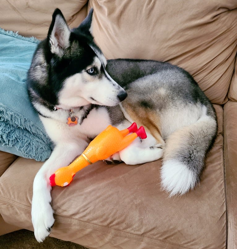 Teyla, a Siberian Husky tested with EmbarkVet.com