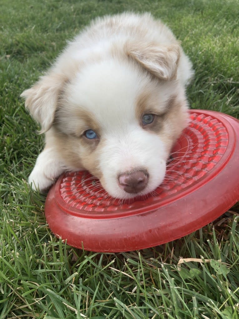 Laika, an Australian Shepherd tested with EmbarkVet.com