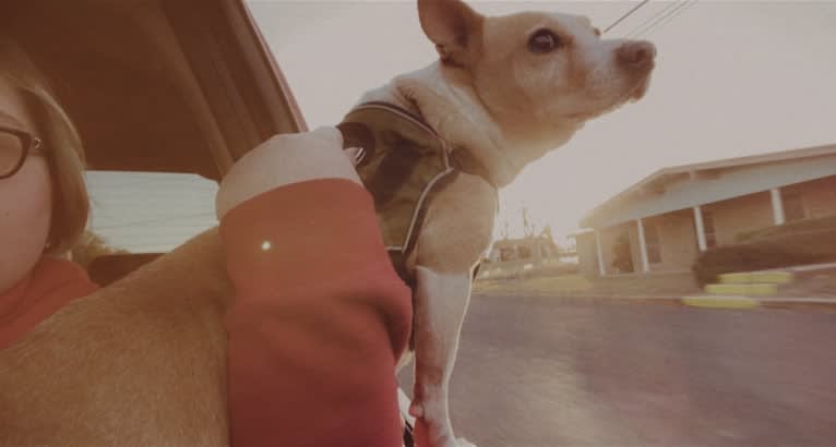 Nancy, a Chihuahua and Great Pyrenees mix tested with EmbarkVet.com