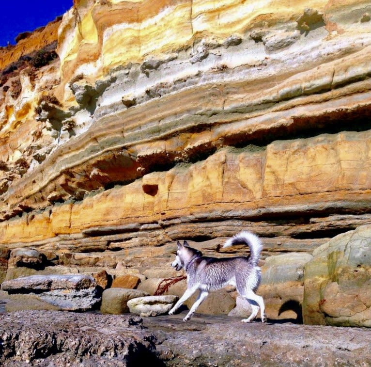 Buck, a Siberian Husky and German Shepherd Dog mix tested with EmbarkVet.com