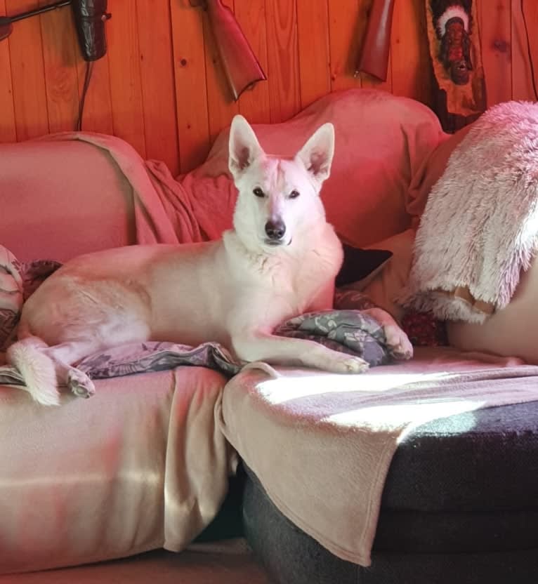 ARAGORN VON WHITE NOBLESS, a White Shepherd tested with EmbarkVet.com